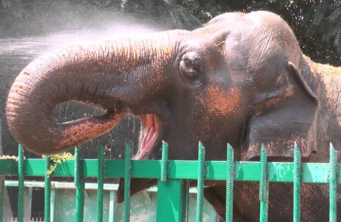 Одесский зоопарк показал купание слонихи (видео)