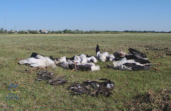 Град убил сотни птиц в национальном парке в Одесской области (фото)