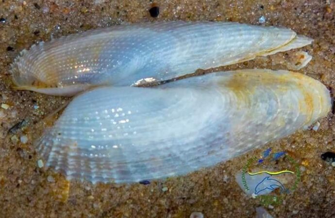 На Одещині виявили поселення молюсків «Крила янгола»: чим вони особливі?