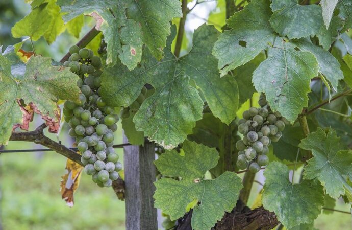 Дачные советы: чем обработать виноградник?