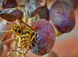 Дачные советы: как защитить виноград от ос?