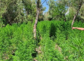 Понад 1 700 кущів: в Одеській області виявили плантацію коноплі
