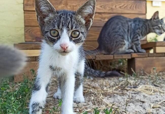 Коттеджи для одесских котов: кому небезразлична жизнь бездомных животных? -  Одесская Жизнь