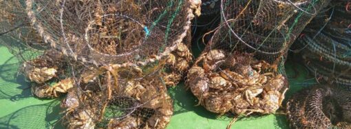 На Одещині зі ста браконьєрських пасток визволили майже 700 крабів