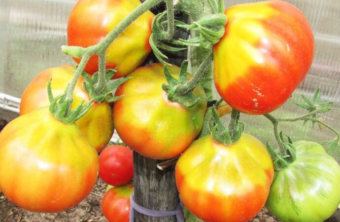 Дачные советы: причины появления желтых плечиков на томатах