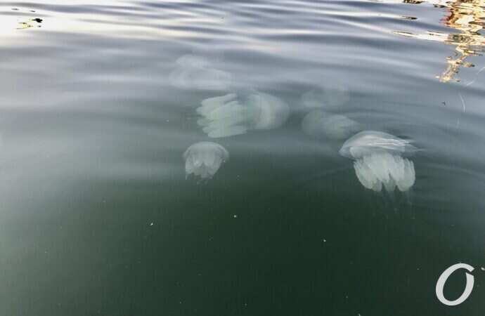 Одесский залив заполонили гигантские медузы (фото)