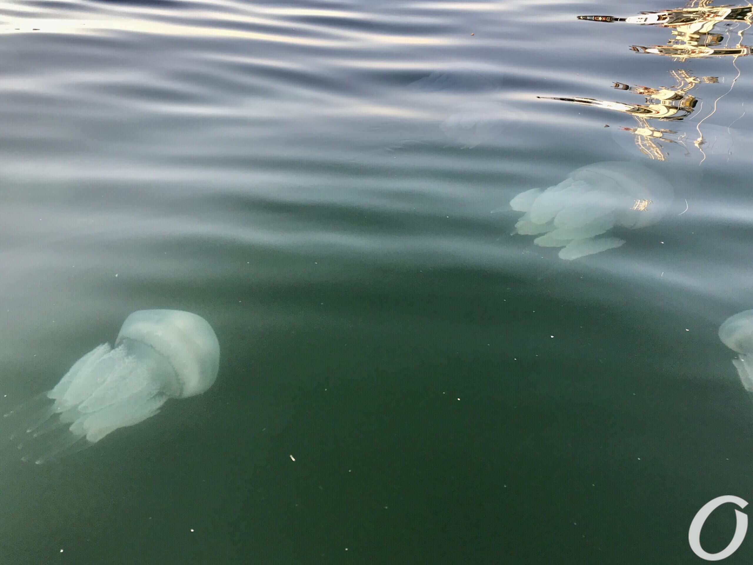 А чего только нет на песке у моря вот красные мокрые медузы