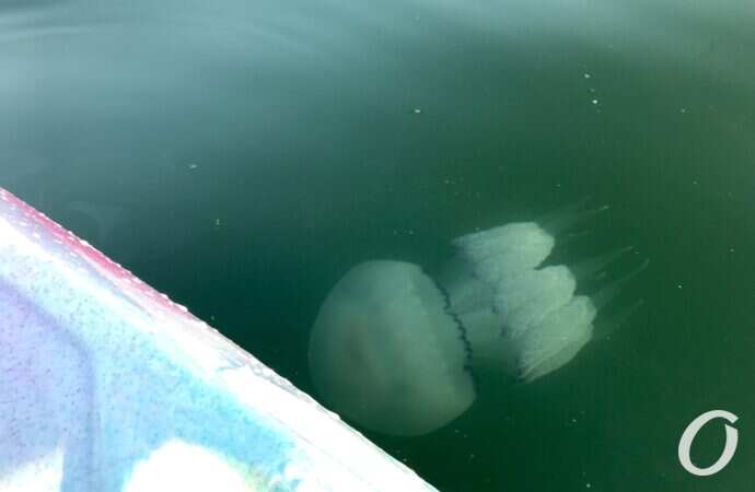 Транспортный коллапс и гигантские медузы: чрезвычайные новости Одессы и области 7 сентября