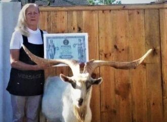 Самые большие рога: одесский козёл попал в Национальный реестр рекордов Украины