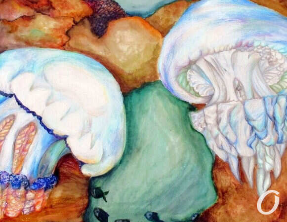 медузы, рисунок