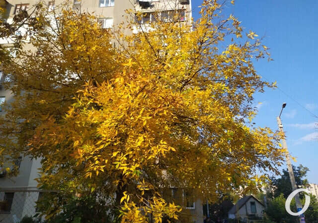 Погода в Одессе 21 октября: золотая осень?