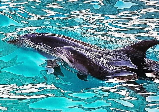 В Одессе увидел свет очередной дельфиненок (видео)
