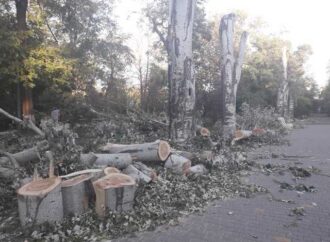 В Одессе «очищают» от деревьев бывший «Лермонтовский» санаторий (фото)