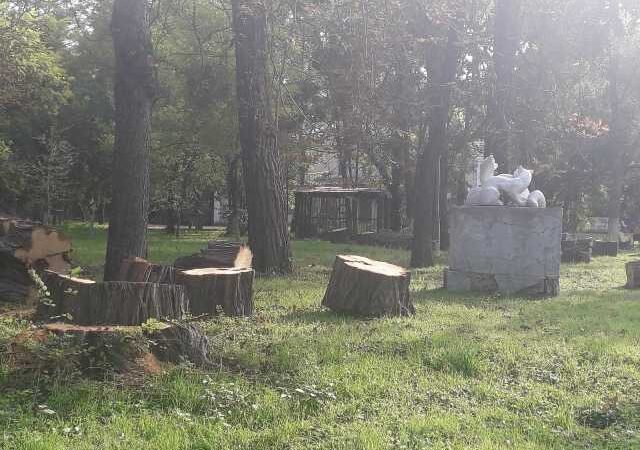 Новый избирком, «лишние» деревья и возвращение «евангелистов» – главные события Одессы за 15 октября