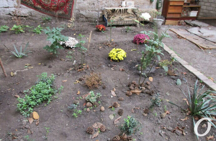 одесский дворик, цветы