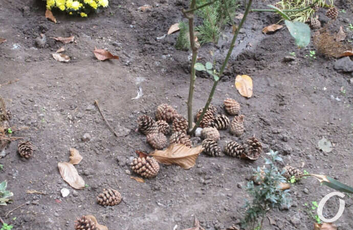 одесский дворик, шишки