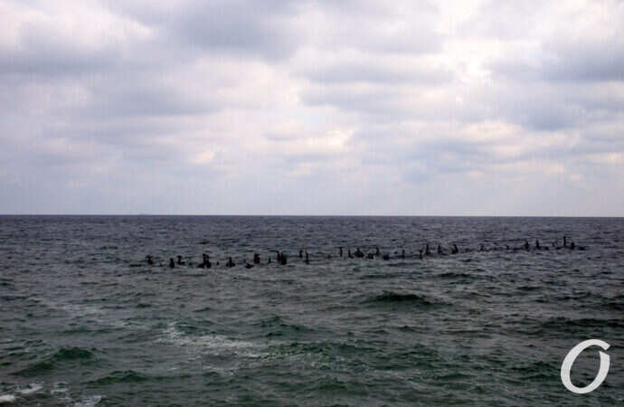 Черноморка, море