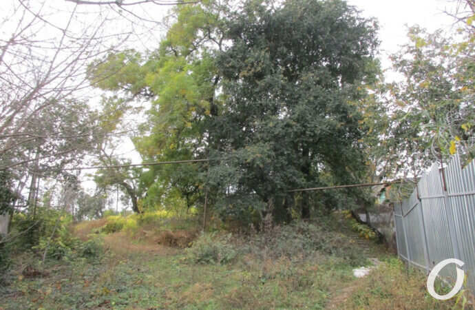 заросли на месте санатория