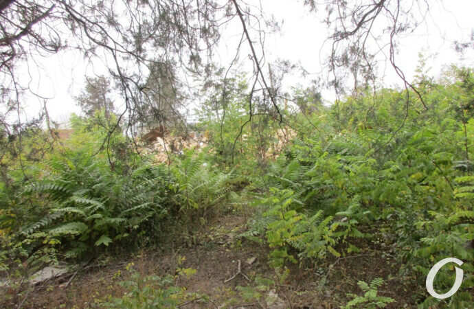 Люстдорф, кусты