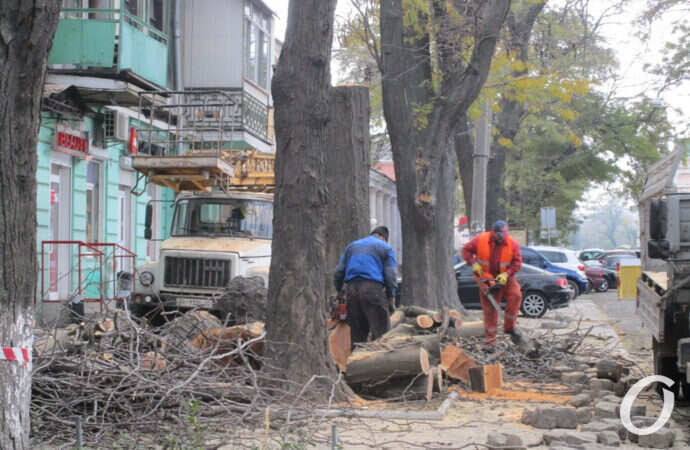 на Торговой пилят дерево