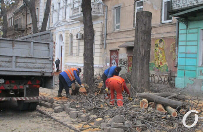 распил дерева