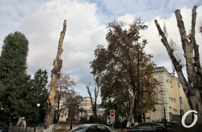 деревья на Таможенной площади