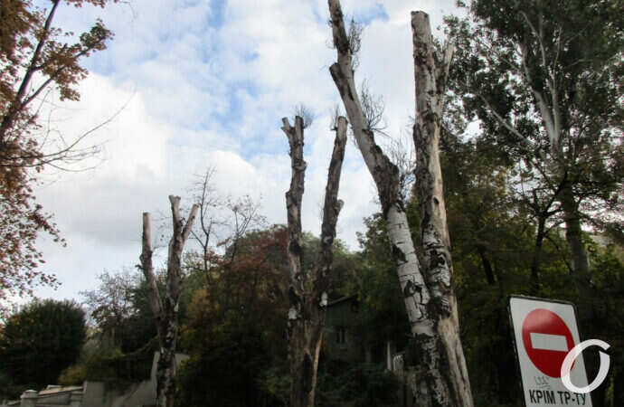 деревья на Таможенной площади в Одессе