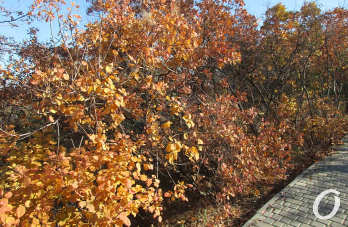 Трасса здоровья, осеннее дерево