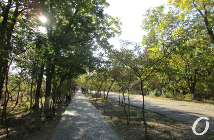 дорожка на Трассе здоровья