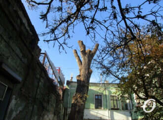 «Пушкинский тополь» в Одессе: что осталось от исторического дерева? (фото)