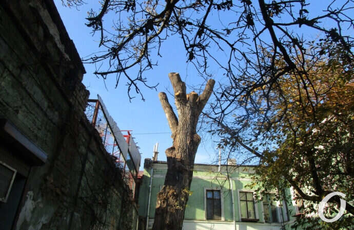 «Пушкинский тополь» в Одессе: что осталось от исторического дерева? (фото)