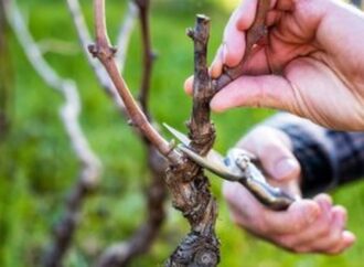 Дачные советы: осенне-зимняя обрезка винограда