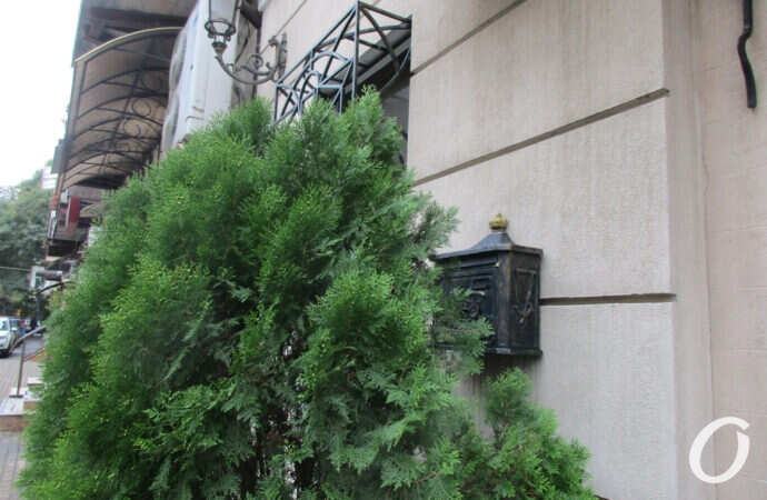 одесский переулок, зелень