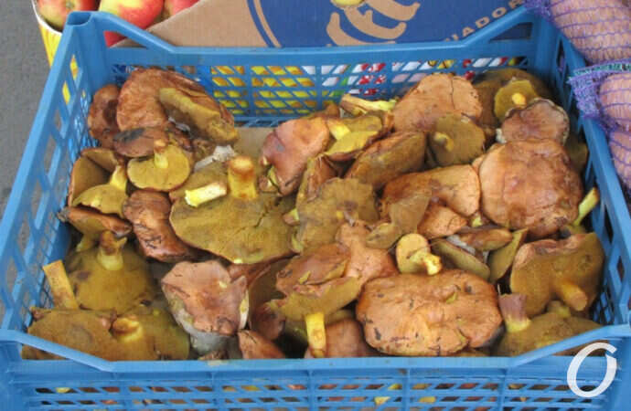 грибы, маслята