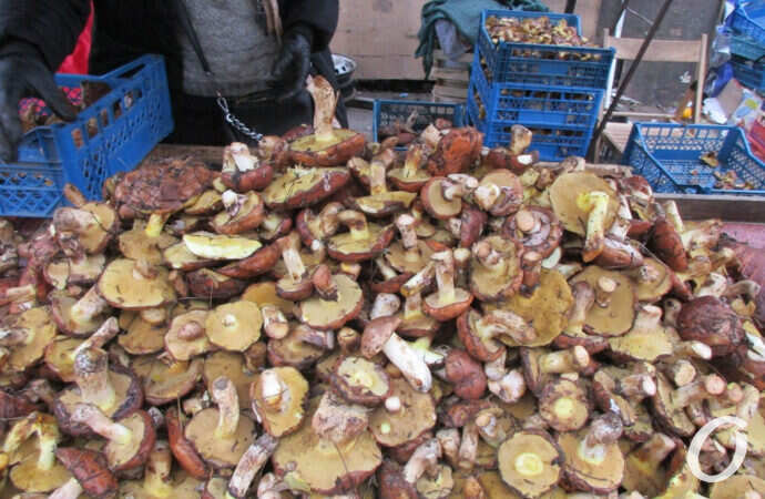 грибной сезон