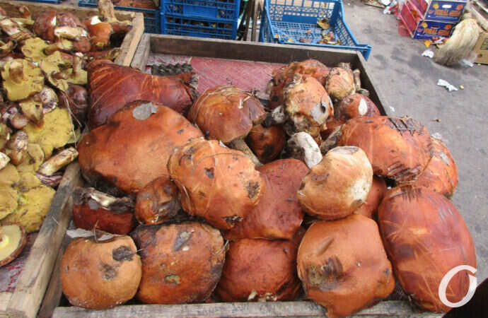 грибы крупные