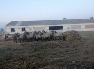 В Одесскую область завезли диких коней из Латвии (видео)