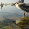 В Одесскую область прилетели кудрявые пеликаны