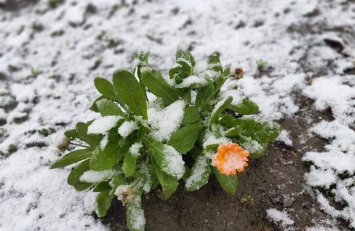 В Одесской области уже выпал первый снег (фото)