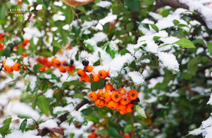 Снегопад в Одесской области: куда уже пришла зима? (фото) 