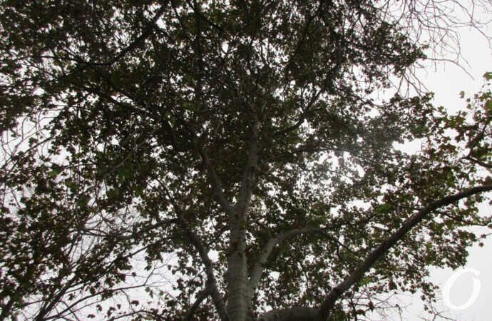 зеленое дерево, Одесса