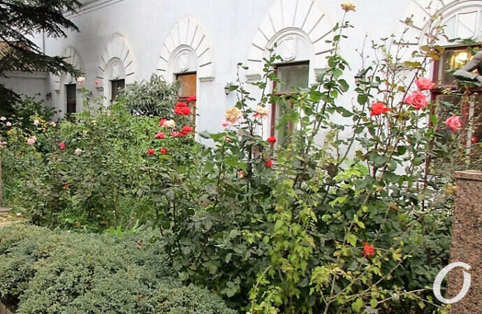 Одесса, розы, 1 декабря