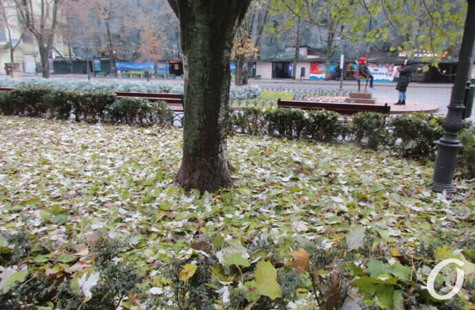 листья опали