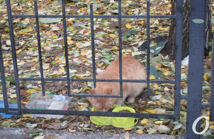 одесский котик