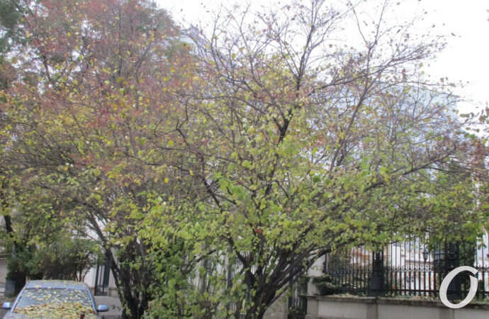 зима в Одессе