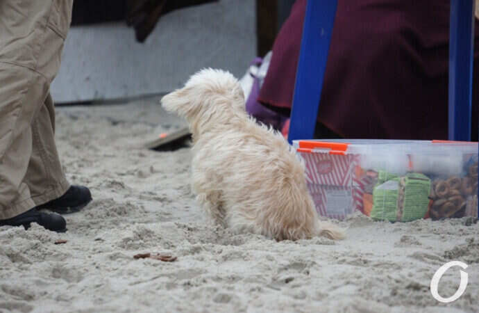 собачка моржей