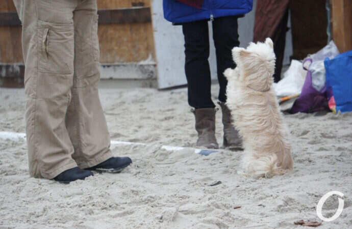 моржи с собачкой