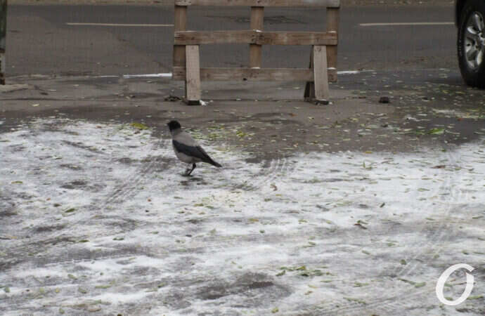 первый снег в Одессе, птица