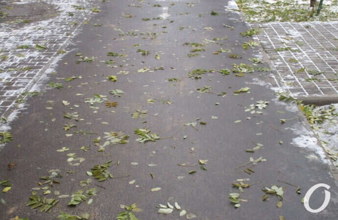 первый снег в Одессе, опавшая листва