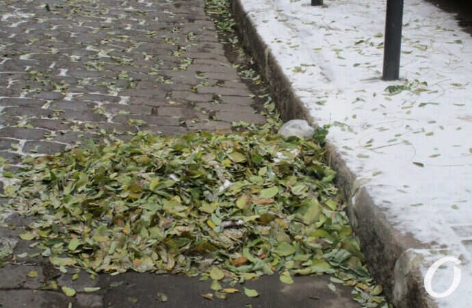 первый снег в Одессе, зелень